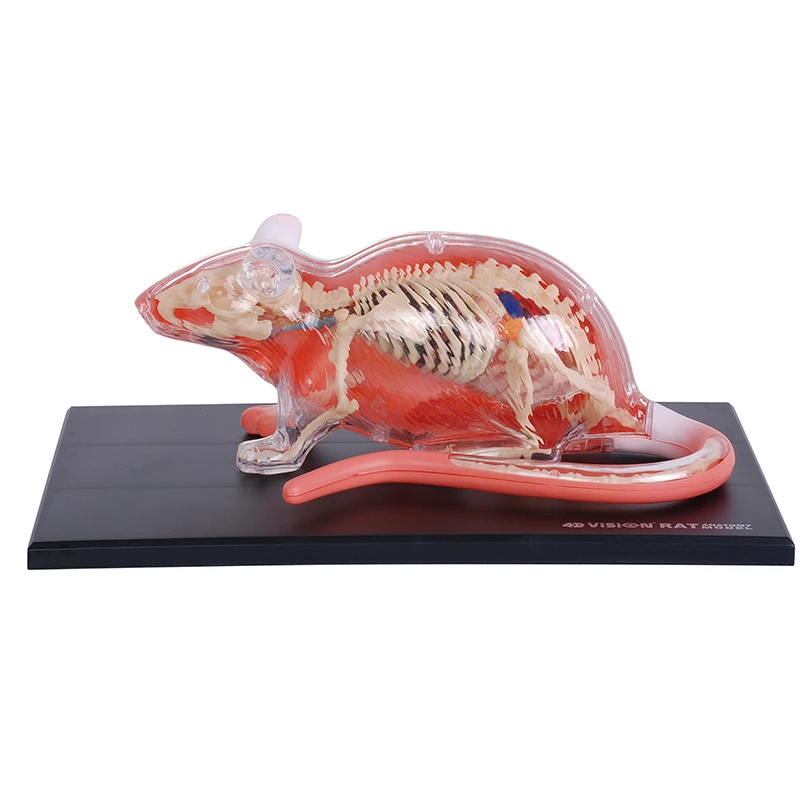 32 Части Белая Мышь 4D Мастер Анатомическая Модель животного Съемные Органы Тела Медицинская Наука Образовательные Игрушки DIY Подарок